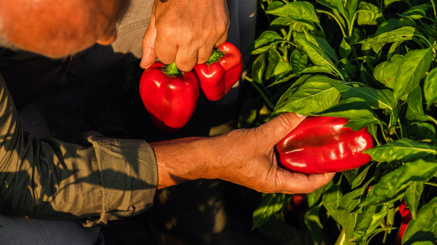 Close up of senior farmer standing in paprika field examining vegetables.